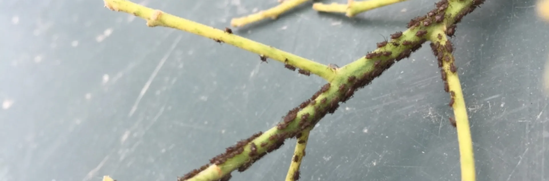 avocado aphids