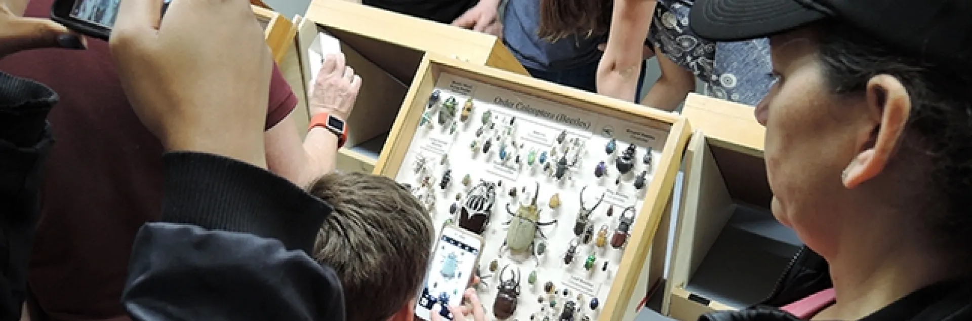Scores of visitors will tour the Bohart Museum of Entomology on UC Davis Picnic Day, Saturday, April 13. (Photo by Kathy Keatley Garvey)