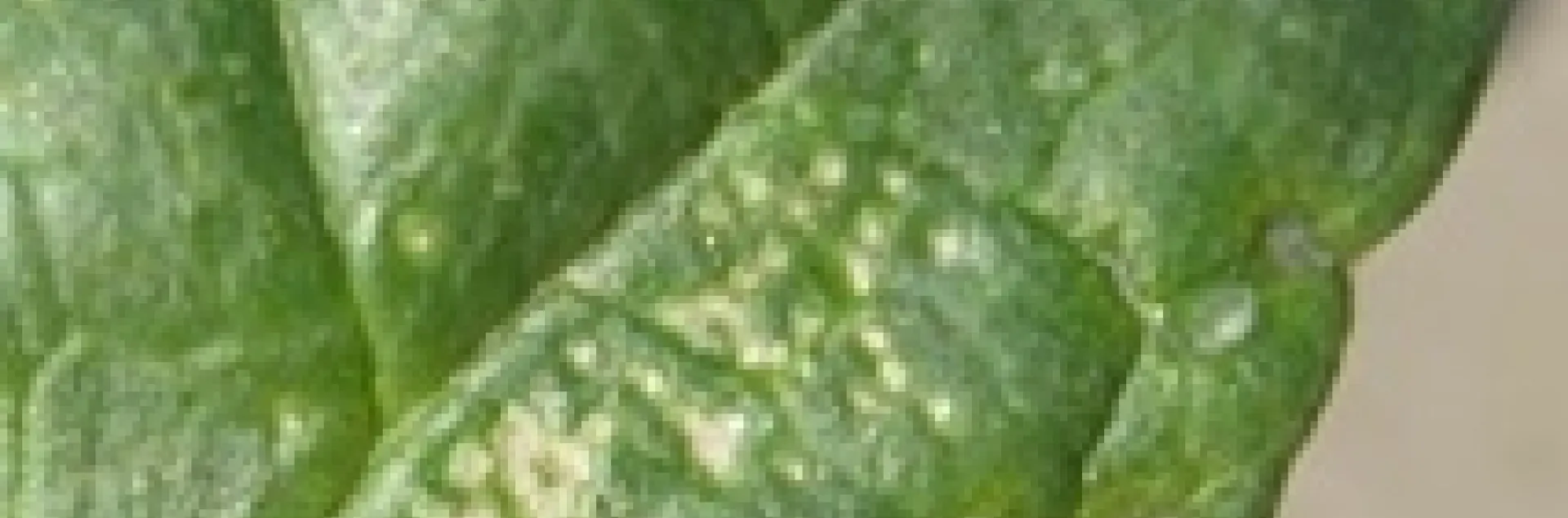 Stippling on a spinach leaf from leafminer feeding