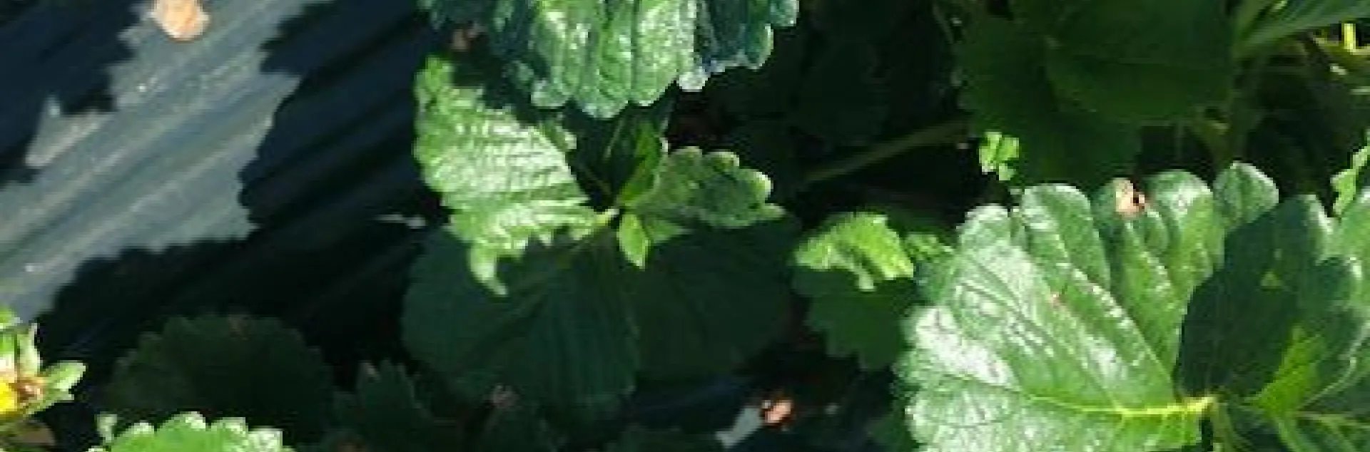 View from the top, distinct areas of tan colored burns distributed around the most exposed leaves.