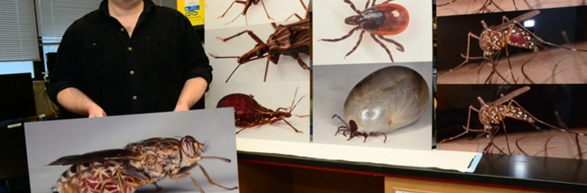 UC Davis medical entomologist Geoffrey Attardo holds one of his images, a tsete fly. He does research on the fly. He also will be showcasing his other images of vectors on UC Davis Picnic Day. (Photo by Kathy Keatley Garvey)
