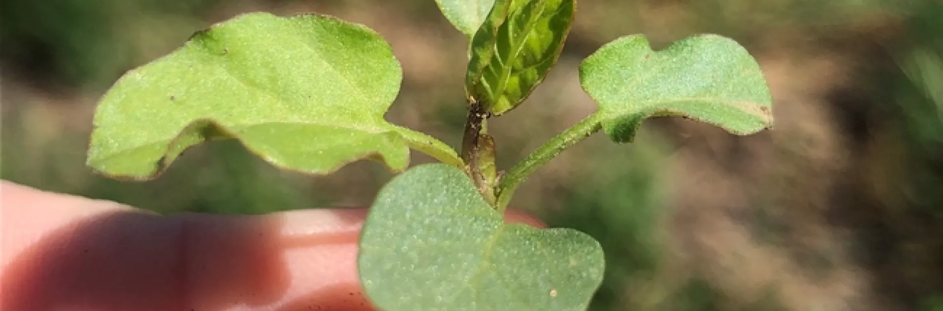 Seedling bindweed