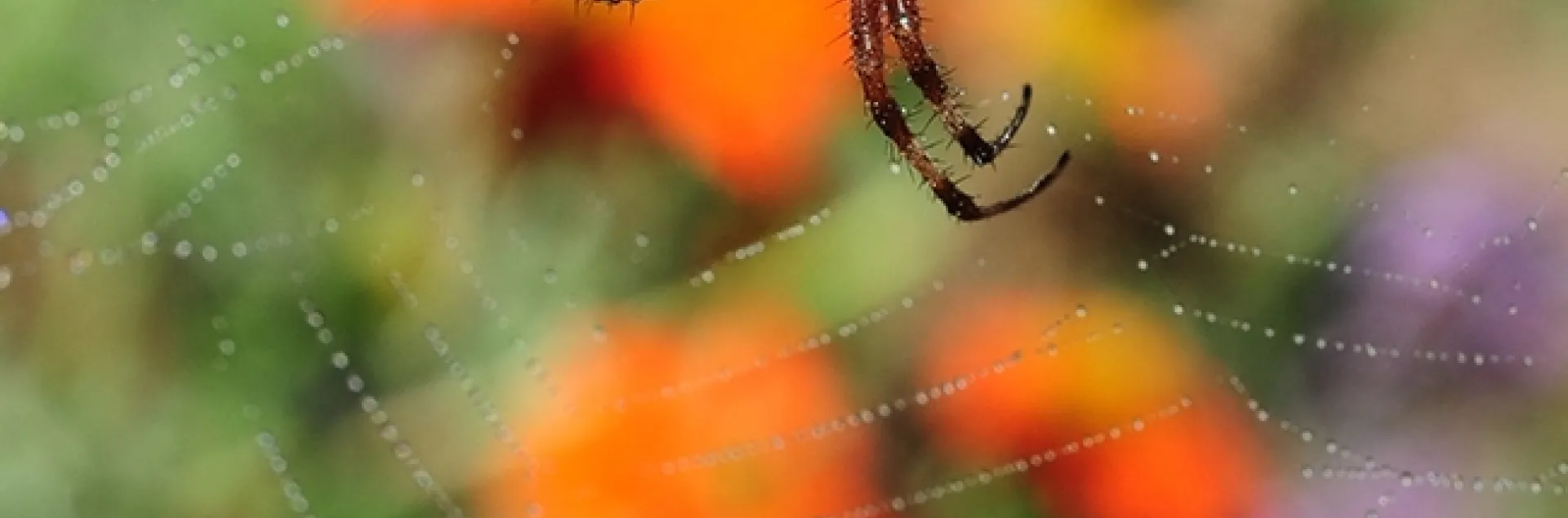 A redfemured spotted orbweaver, Neoscona domiciliorum, photographed in Vacaville, Calif. (Photo by Kathy Keatley Garvey)