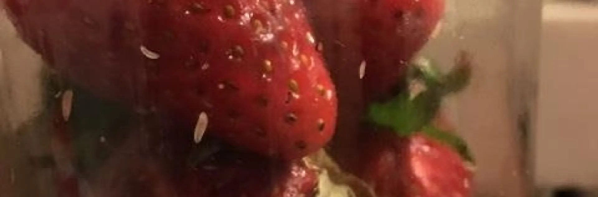 Drosophila larvae emerging from strawberry fruit held under a bell jar.
