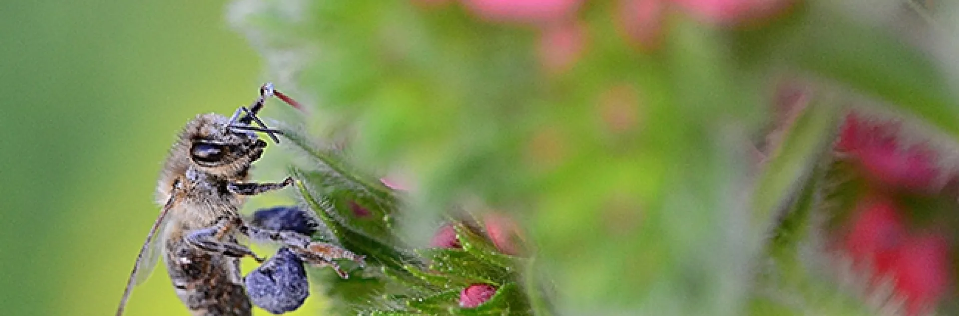 A honey bee packing blue pollen from the tower of jewels, Echium wildpretii. (Photo by Kathy Keatley Garvey)