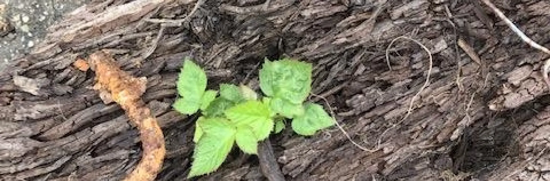 Blackberry growing out of a railroad tie.
