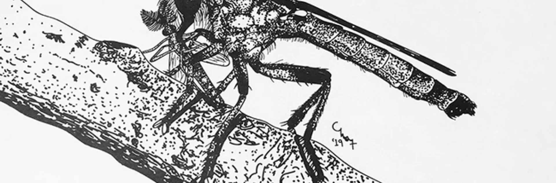 A robber fly, Ommatius amula, with prey. Today (April 30) is World Robber Day. (Drawing by Charlotte Herbert Alberts.)