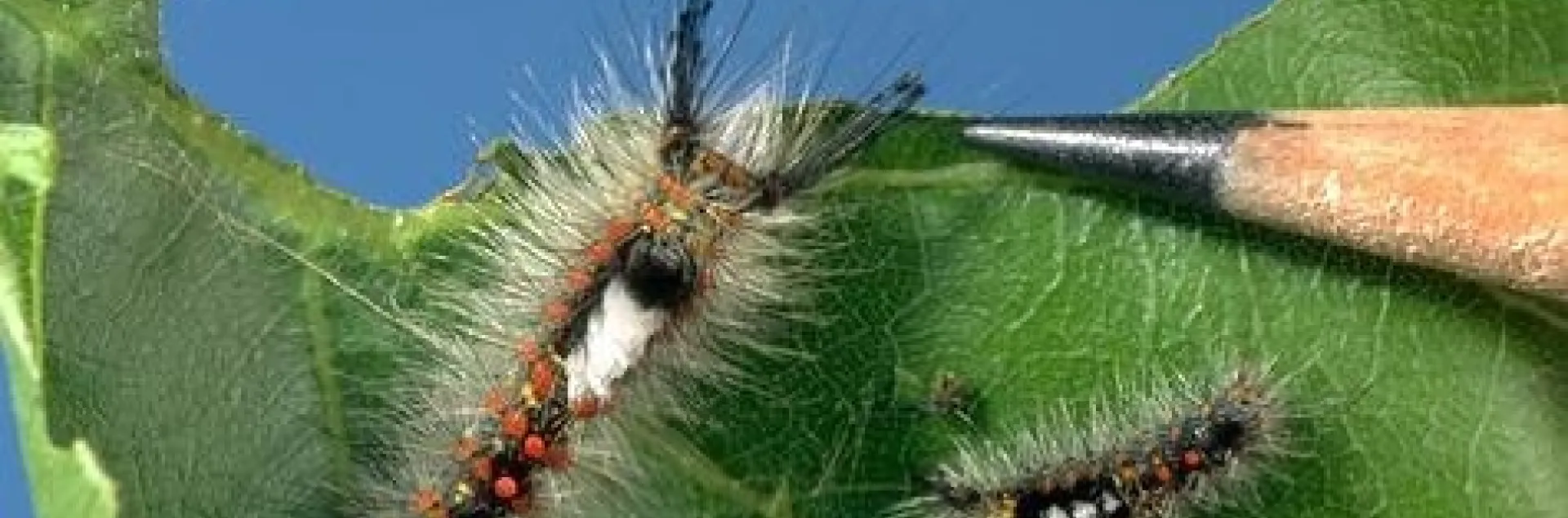 To control western tussock moth caterpillars, “use pressure washers to push the larvae off the trees before they start wandering around,” Andrew Sutherland said.