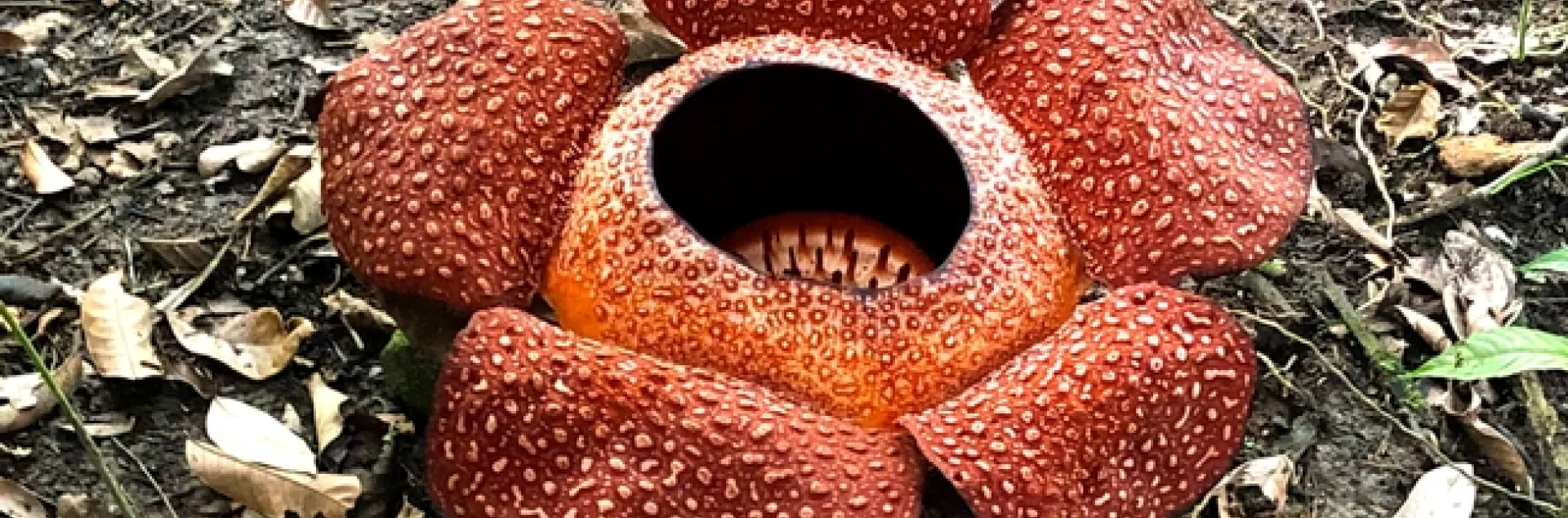 Raffelesia. photo by Lowell Cooper