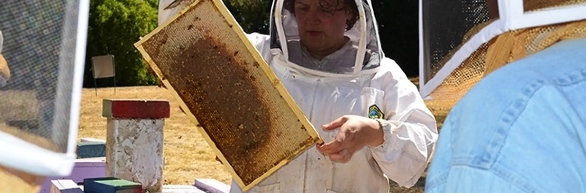 Extension apiculturist Elina Niño examines a frame in the apiary of the Harry H. Laidlaw Jr. Honey Bee Research Facility. (Photo by Kathy Keatley Garvey)