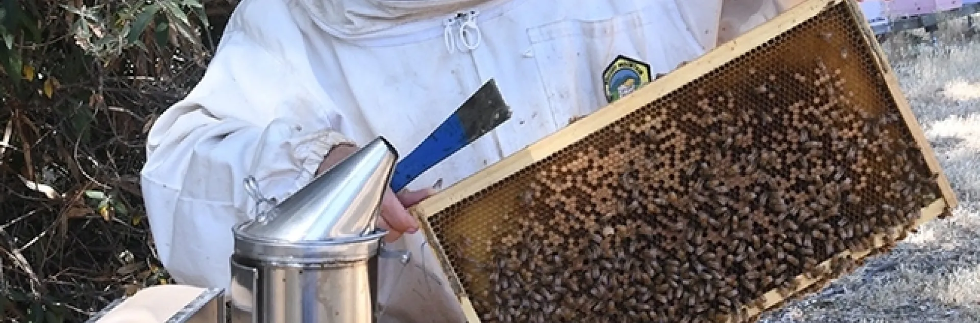 Beekeeper Wendy Mather, program manager of the California Beekeeper Program, examines a frame at the Harry H. Laidlaw Jr. Honey Bee Research Facility, UC Davis. She will be among those answering questions at the California Honey Festival. (Photo by Kathy Keatley Garvey)