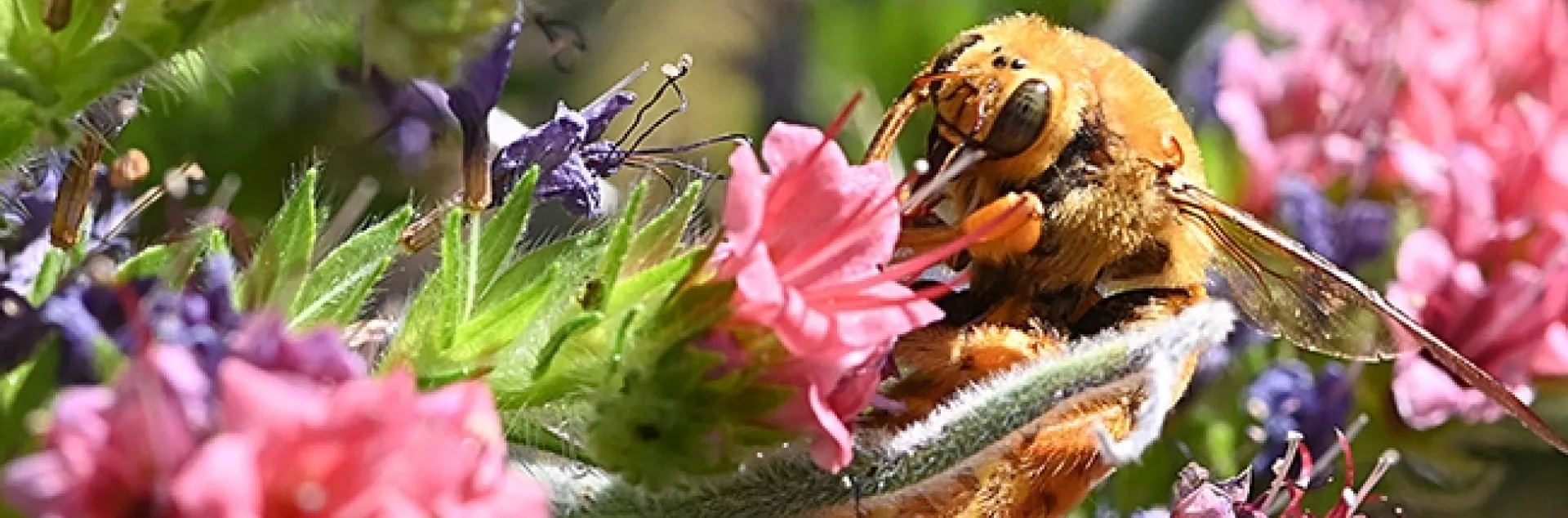 A male Valley carpenter bee, Xylocopa varipuncta, nectaring on a tower of jewels, Echium wildpretii, in Vacaville, Calif. (Photo by Kathy Keatley Garvey)