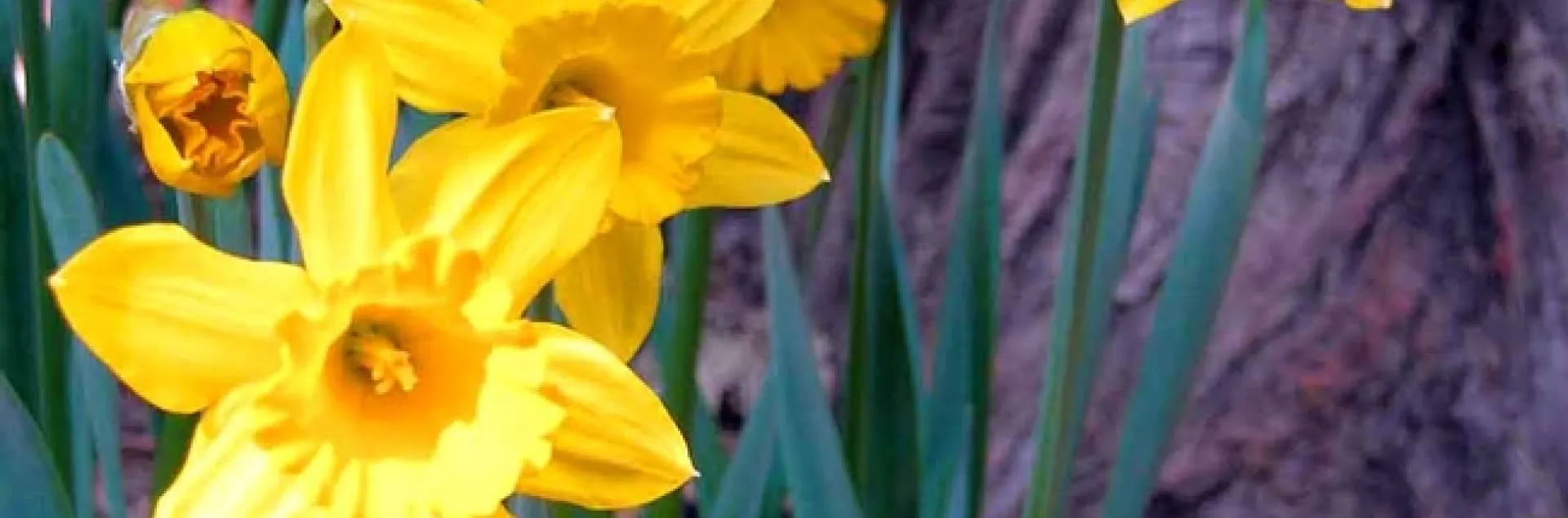 daffodils in Lake Arrowhead, California