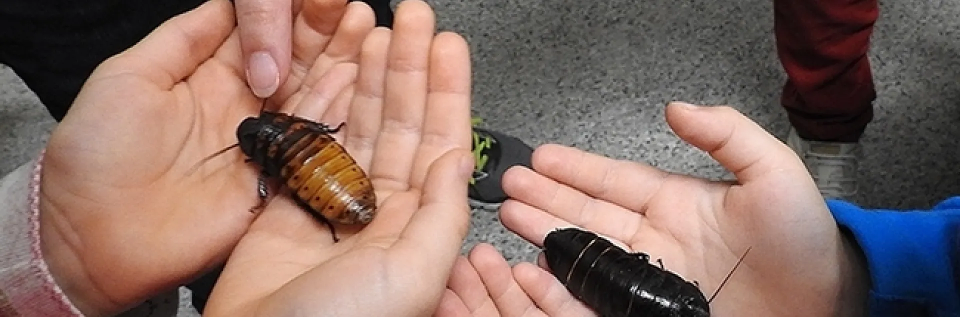 You can hold Madagascar hissing cockroaches from the Bohart Museum of Entomology's petting zoo, on Saturday, May 11 in the Floriculture Building, Dixon May Fair. (Photo by Kathy Keatley Garvey)