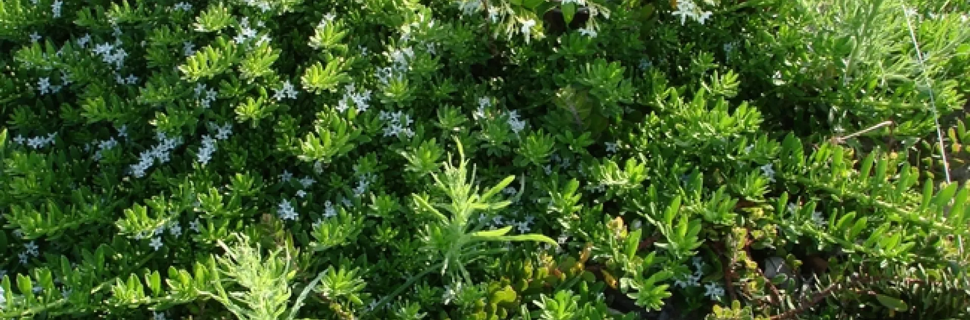 Jasmine overcrowded by myoporum and weeds.