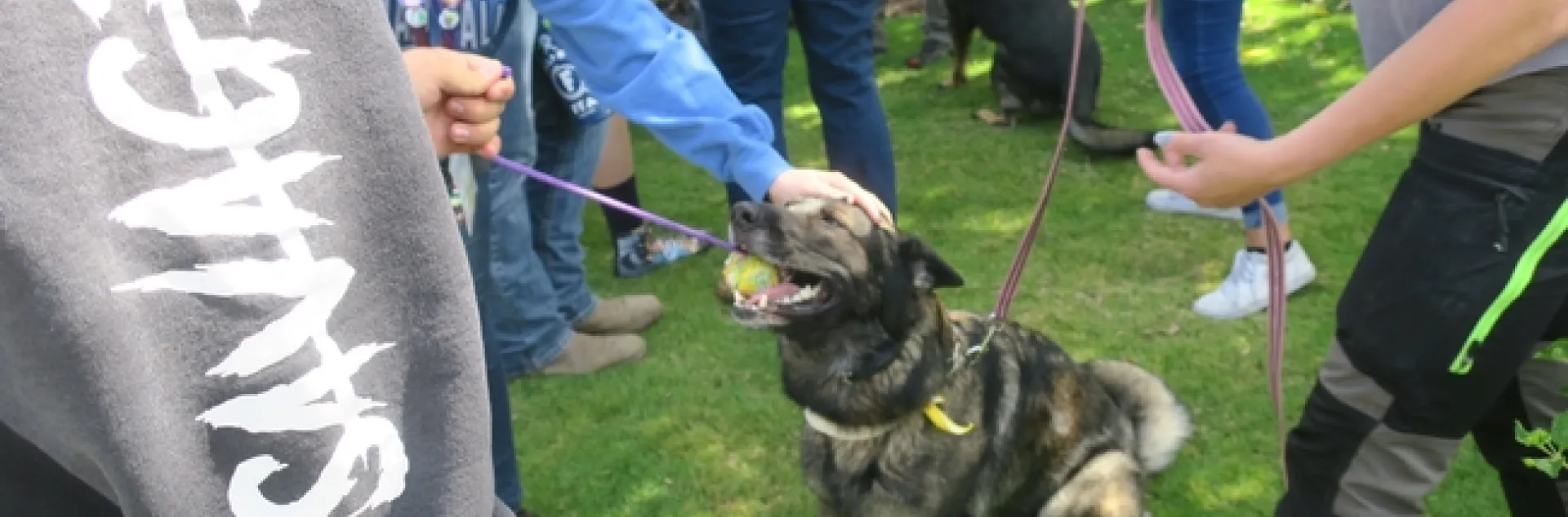 Learning about careers related to K-9 Training