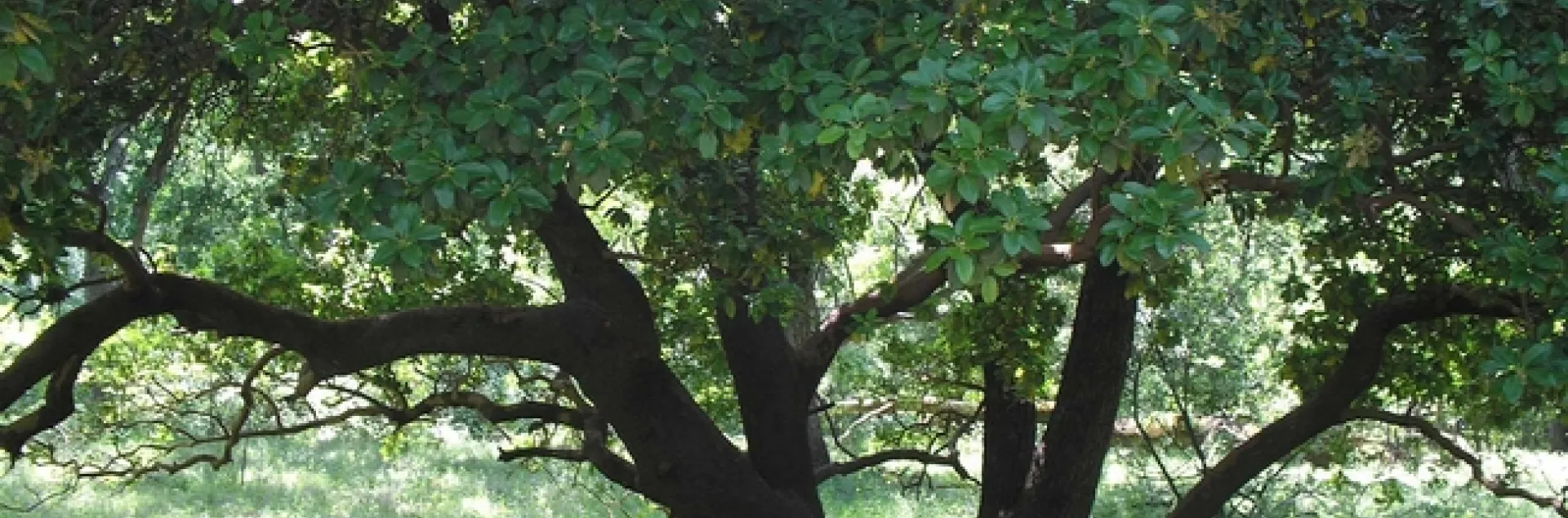 Madrone in Lower Bidwell Park. Low, horizontal branches are tempting to climb by Laura Lukes