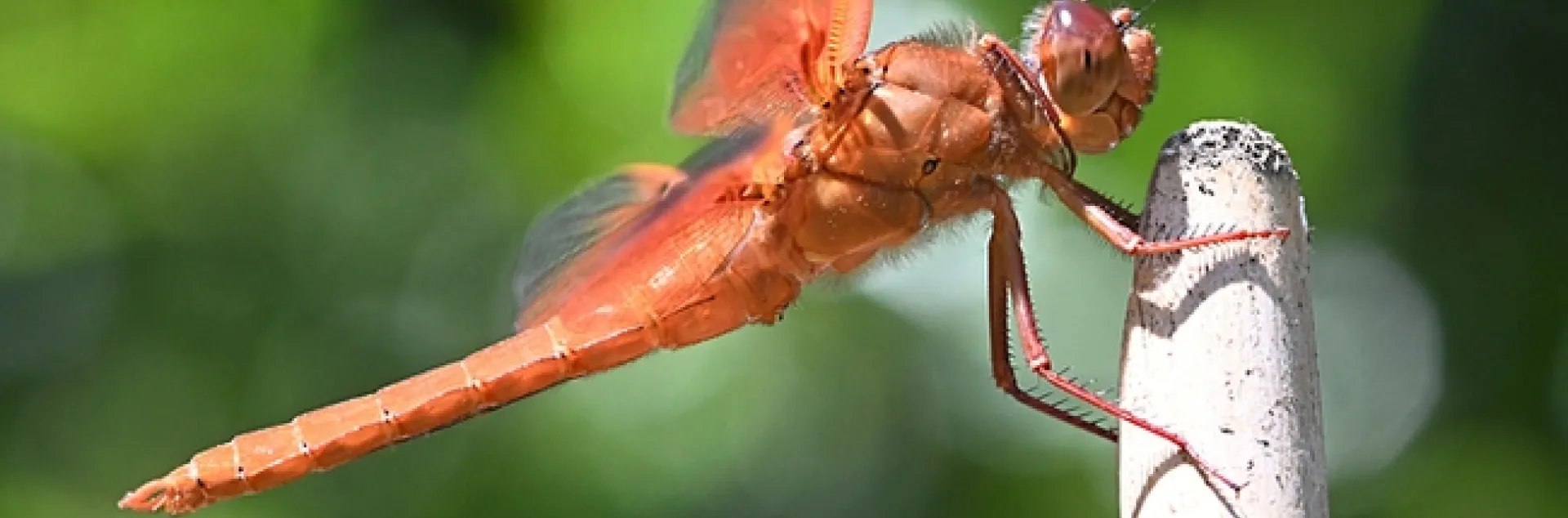 A male flameskimmer dragonfly, Libellula saturata, perches on a bamboo stake in Vacaville, Calif. (Photo by Kathy Keatley Garvey)