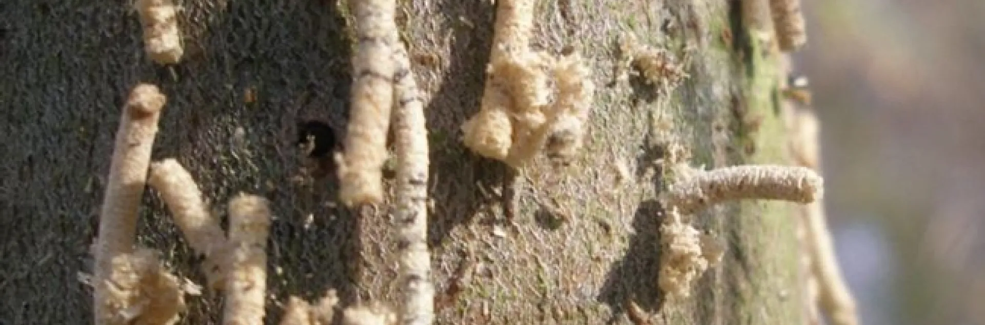 shot hole borer galleries