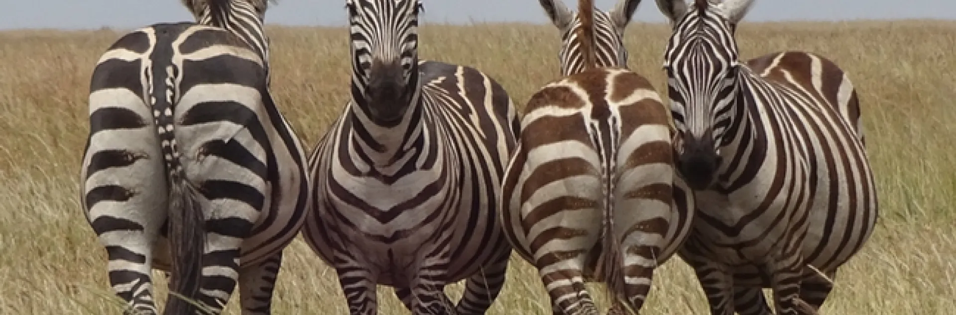 Zebras in Serengeti National Park. They are watching out for predators. (Photo by Patty Carey)