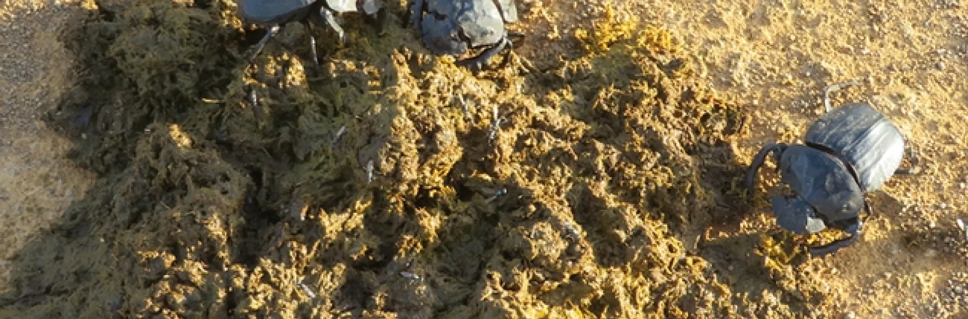 Dung beetles in St Lucia Wetlands National Park, South Africa. (Photo by James R. Carey)