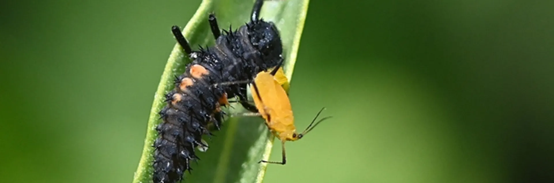 An immature lady beetle (larvae) chowing down on an oleander aphid. This photo was taken on a milkweed plant in Vacaville, Calif. (Photo by Kathy Keatley Garvey)