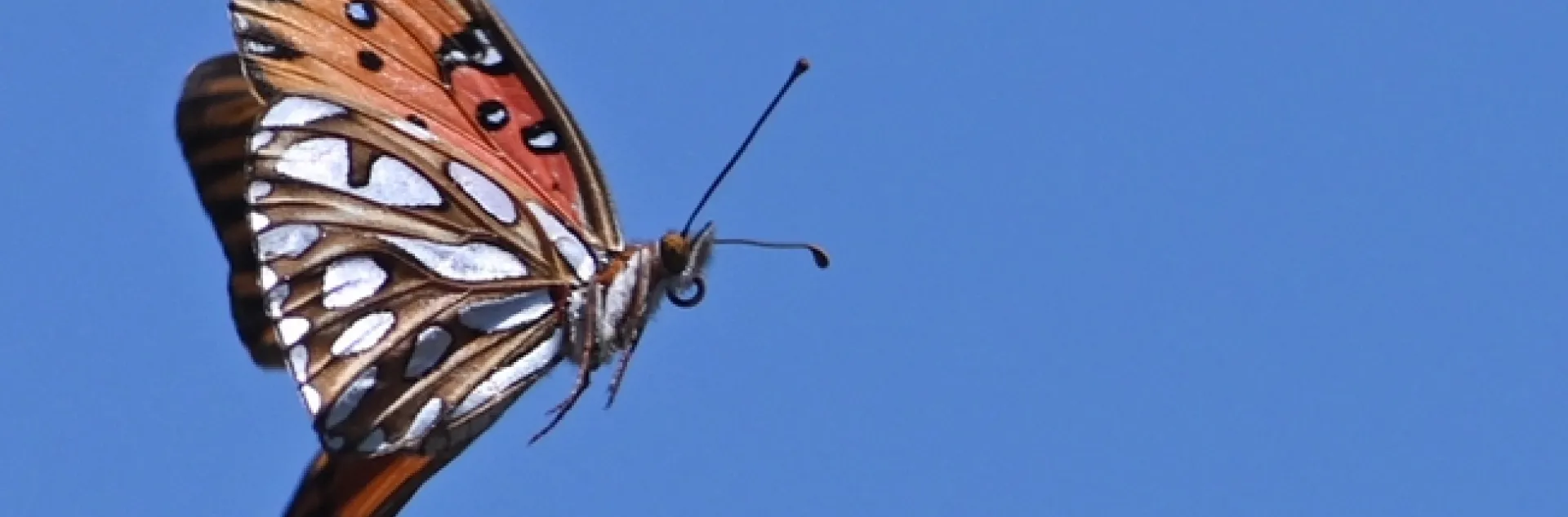 A Gulf Fritillary (Agraulis vanillae) in flight. (Photo by Kathy Keatley Garvey)