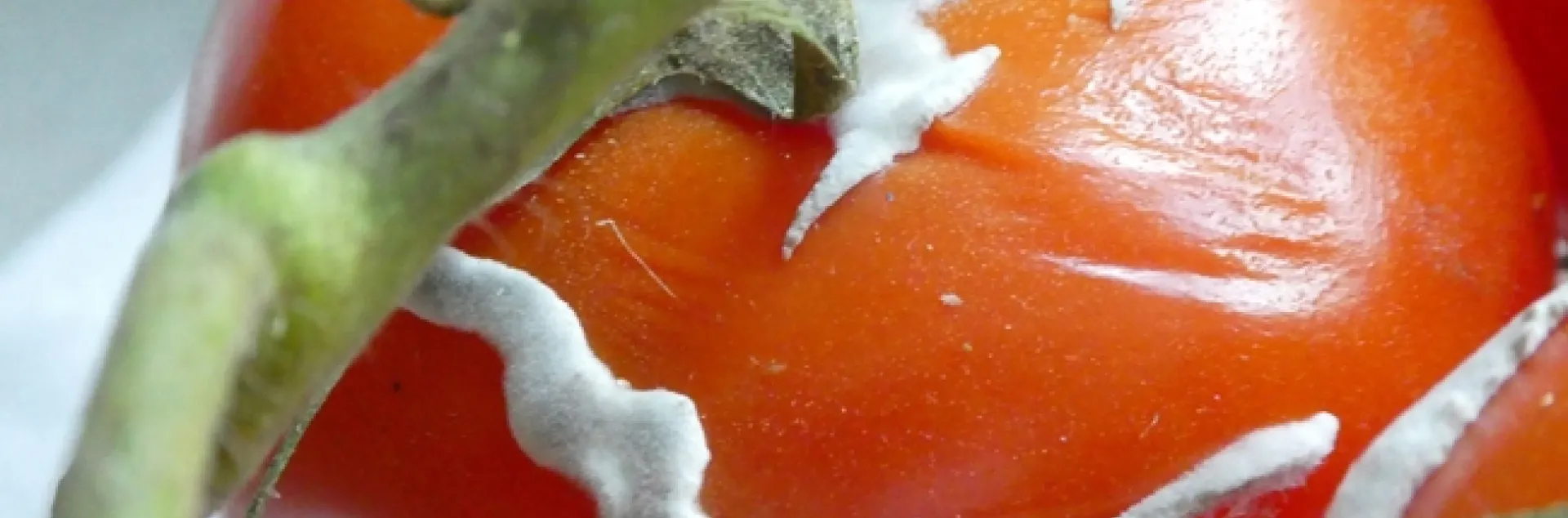 photos by Launa Herrmann