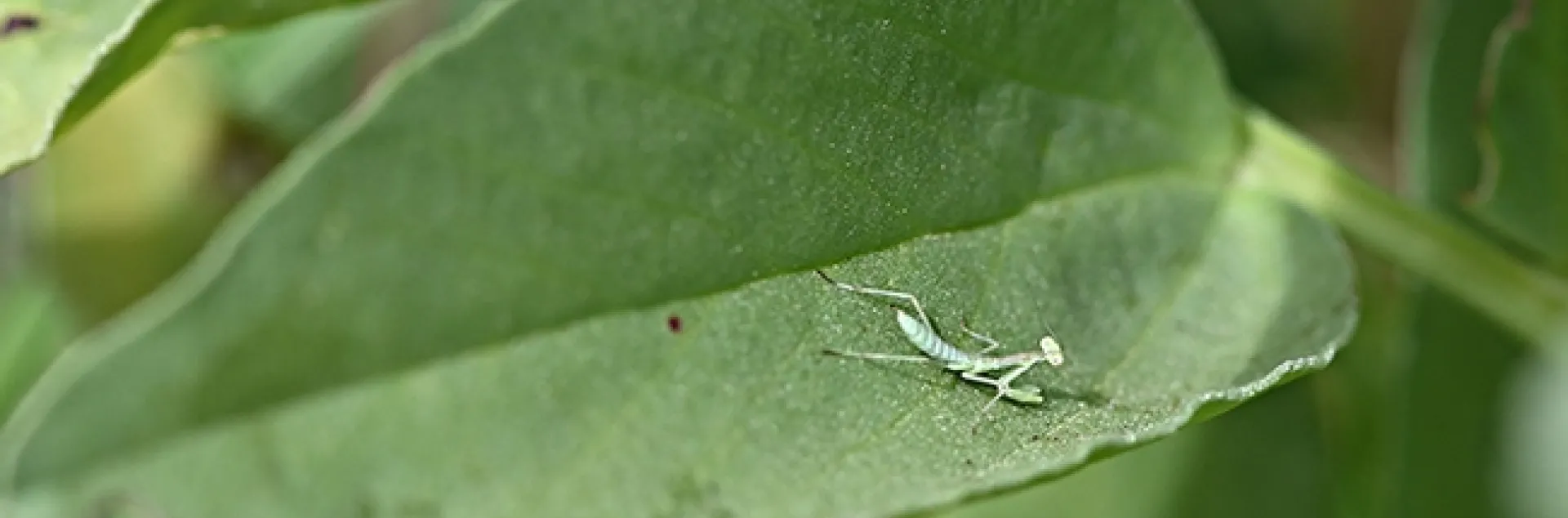 First-instar praying mantis, Stagmomantis limbata, as identified by UC Davis praying mantis expert and entomology student Lohit Garikpati. Photograph taken May 13 in Vacaville, Calif. (Photo by Kathy Keatley Garvey)