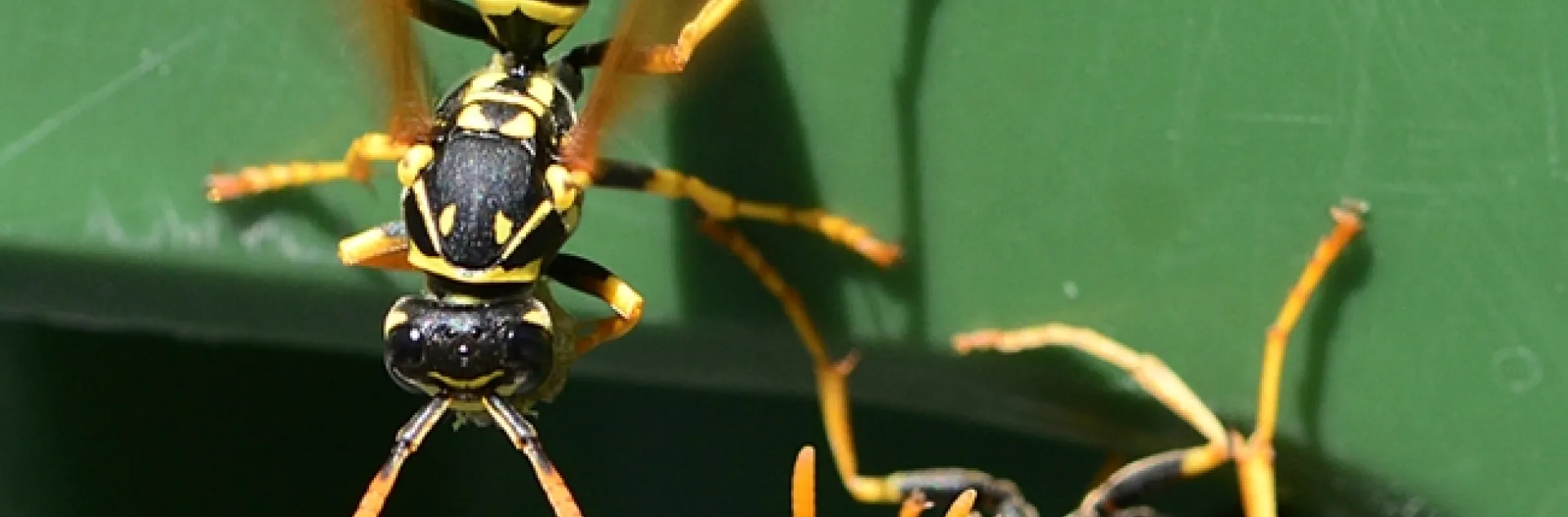 European paper wasps protecting the nest they're building on the lip of a recycling bin near the Mann lab, UC Davis campus. (Photo by Kathy Keatley Garvey)