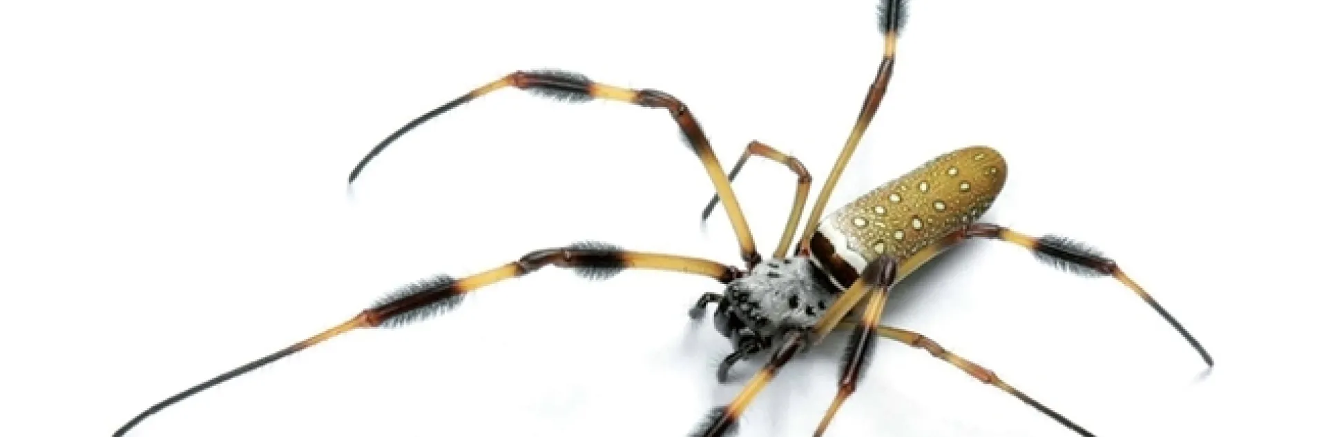 A female Trichonephila clavipes (formerly Nephila clavipes) is a giant compared to her small male (below). The research covers a complex pattern of sexual size dimorphism in this group of spiders, family Nephilidae. (Image copyright by Chris Hamilton, University of Idaho)