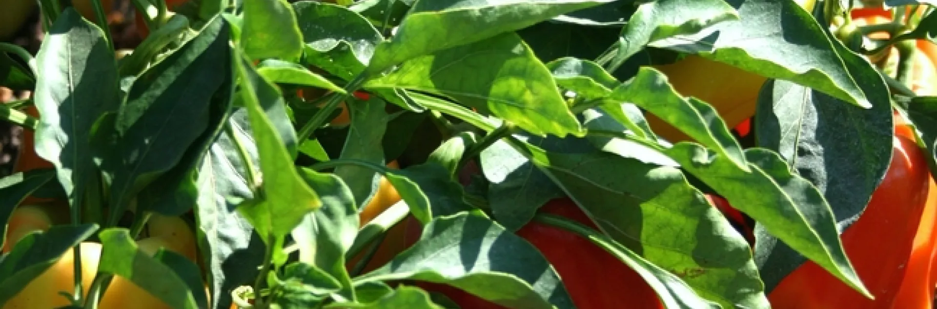 Sweet peppers in the field, photo by Brenda Dawson of UCANR