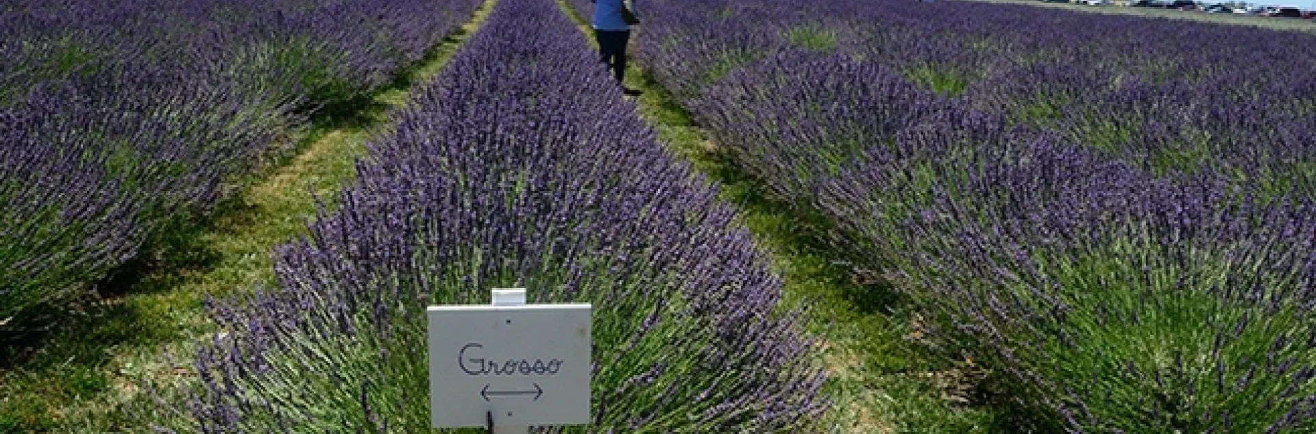 The six-acre lavender fields on the Araceli Farms, on the outskirts of Dixon, glow during the Lavender Festival. (Photo by Kathy Keatley Garvey)