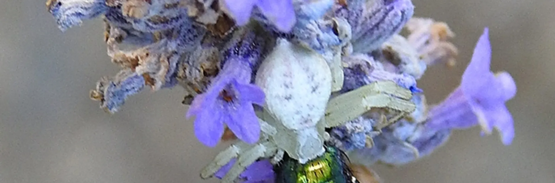 A crab spider dines on a green bottle fly in a lavender patch in Vacaville, Calif. (Photo by Kathy Keatley Garvey)