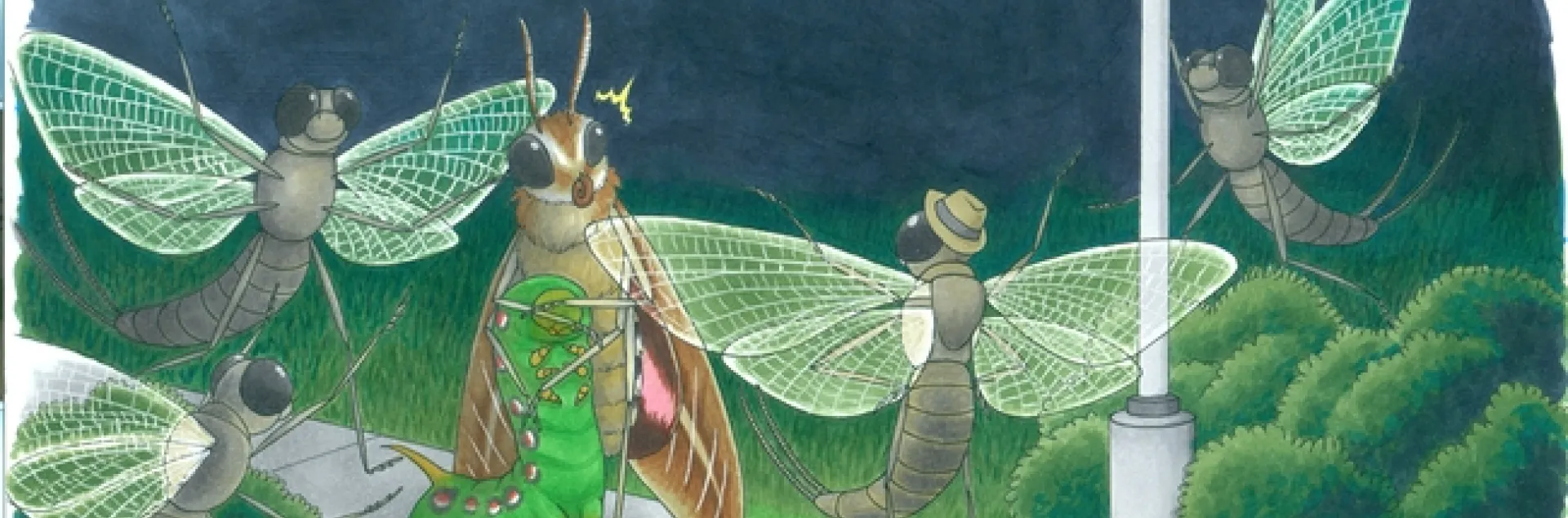 "The swarmers are attracted to lights and tend to expose themselves in the evenings." Sentence by one of Lynn Kimsey's students; illustration by UC Davis graphic artist/entomology student Karissa Merritt.