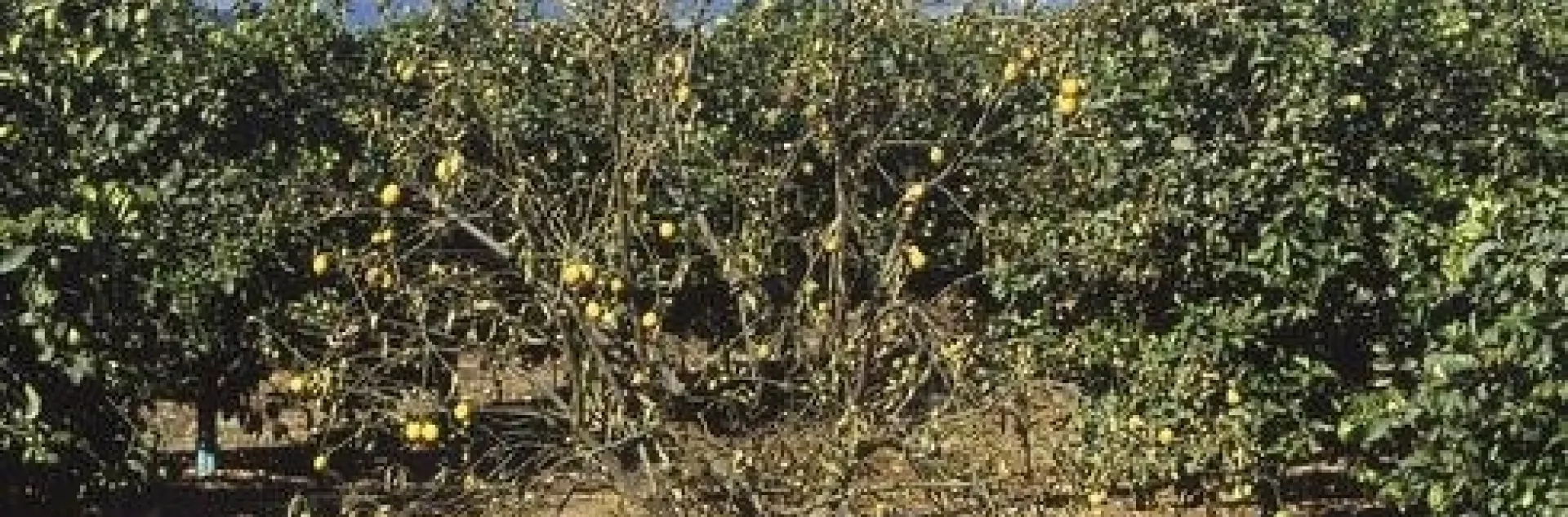 citrus dry root rot 3