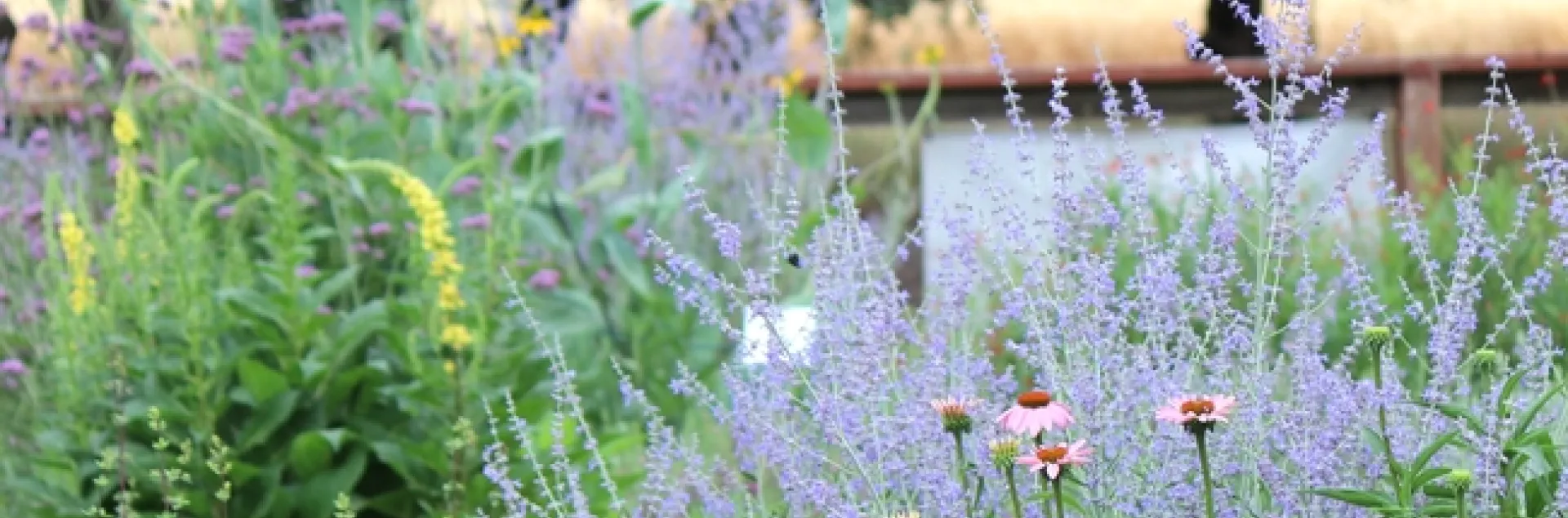 Russian sage, coneflower, and verbascum in bloom in the Haven