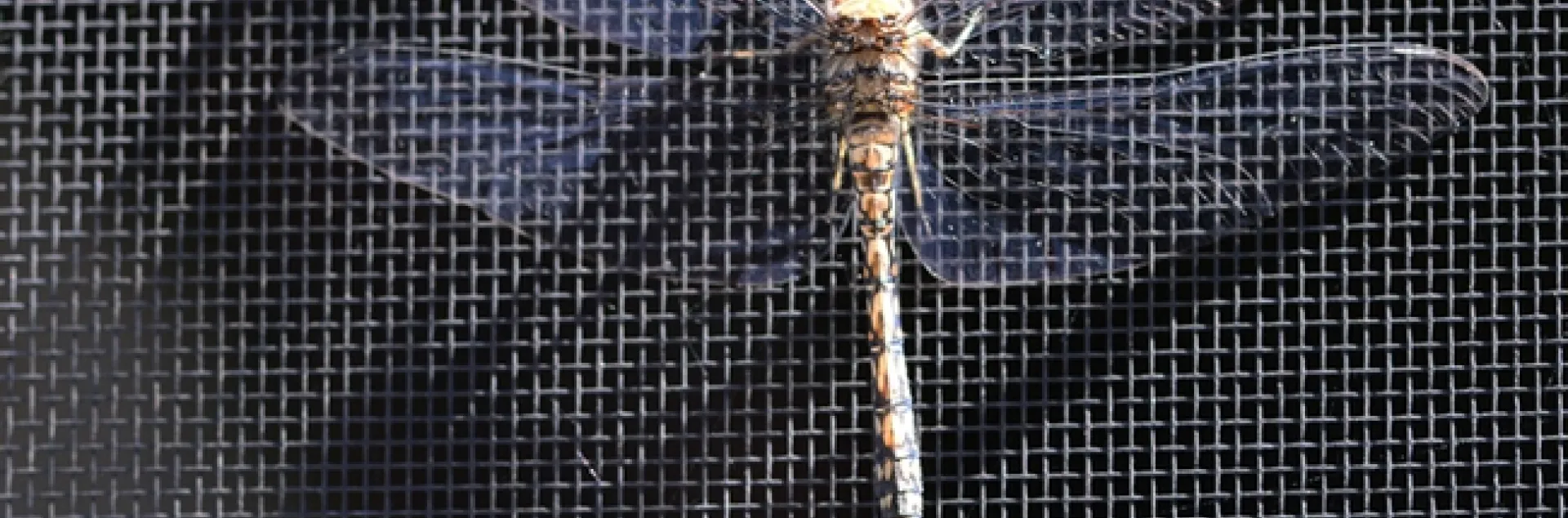 A female blue dasher, Pachydiplax longipennis, as identified by Greg Kareofelas of the Bohart Museum, warms itself on a window screen in the early morning. (Photo by Kathy Keatley Garvey)