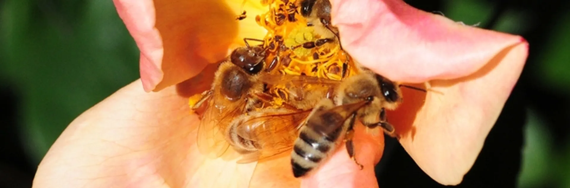 May the Fourth Be With You: Four honey bees share a rose blossom. (Photo by Kathy Keatley Garvey)