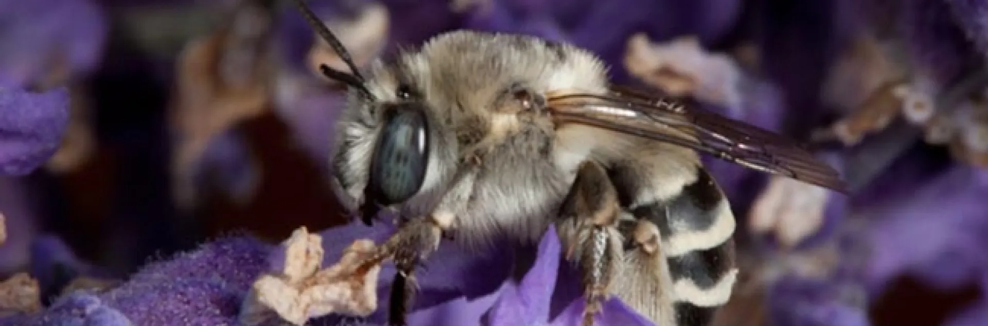 Solar energy can be used to protect pollinator habitat, according to a research paper published July 9 in the journal Nature. This is Anthophora urbana, a ground-nesting solitary bee which has a broad distribution including the Mojave Desert. It is a floral generalist collecting pollen and nectar from many species of plants, says UC Davis entomologist Leslie Saul-Gershenz. (Photo by Leslie Saul-Gershenz)