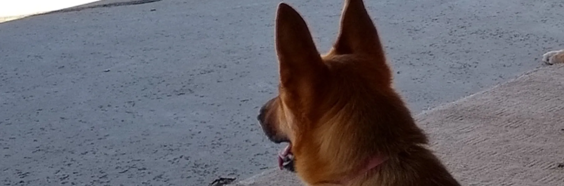 Sasha recovers from having a foxtail in her ear