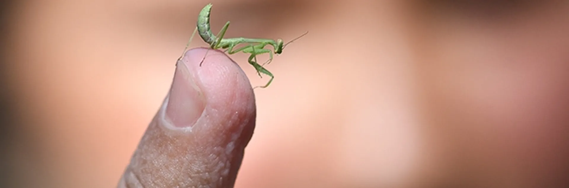 Jasmine Morisseau, 10, holds a male praying mantis, a Stagmomantis limbata, the tiniest warrior at the Bruce Hammock Lab Water Balloon Battle. (Photo by Kathy Keatley Garvey)