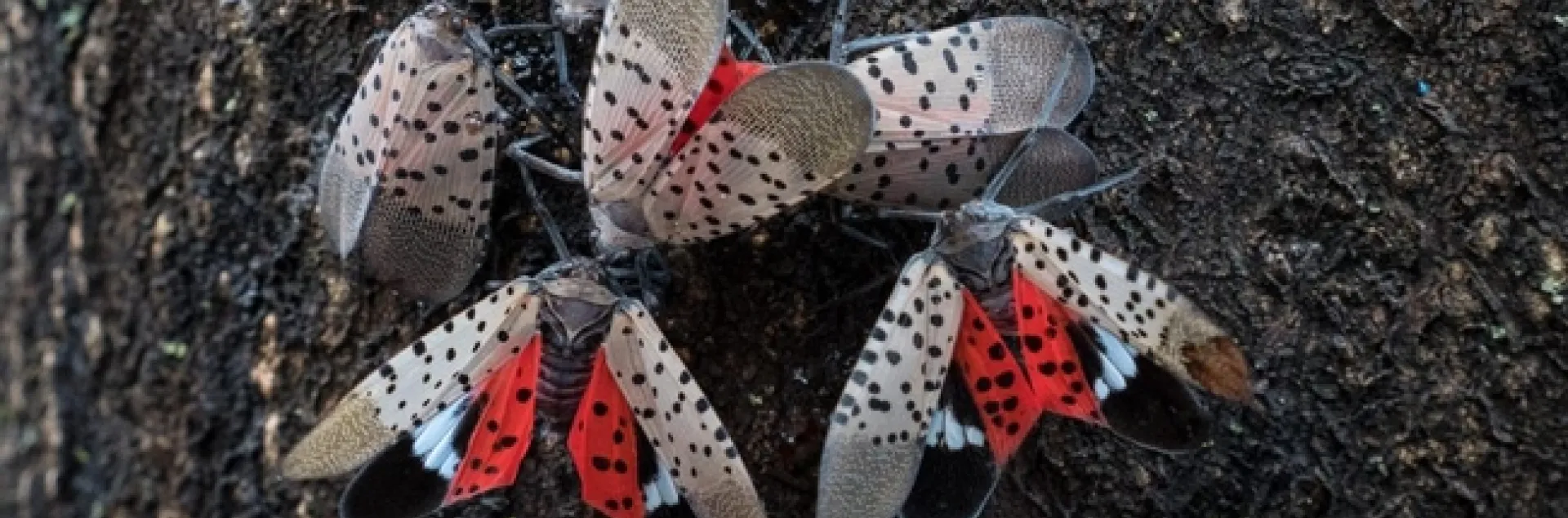 Spotted-lantern-fly-Adults-1024x394