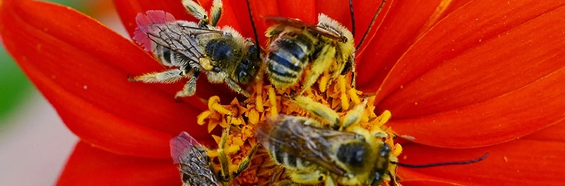 Male longhorned bees, Melissodes, spending the night on a Mexican sunflower (Tithonia)in Vacaville, Calif. (Photo by Kathy Keatley Garvey)
