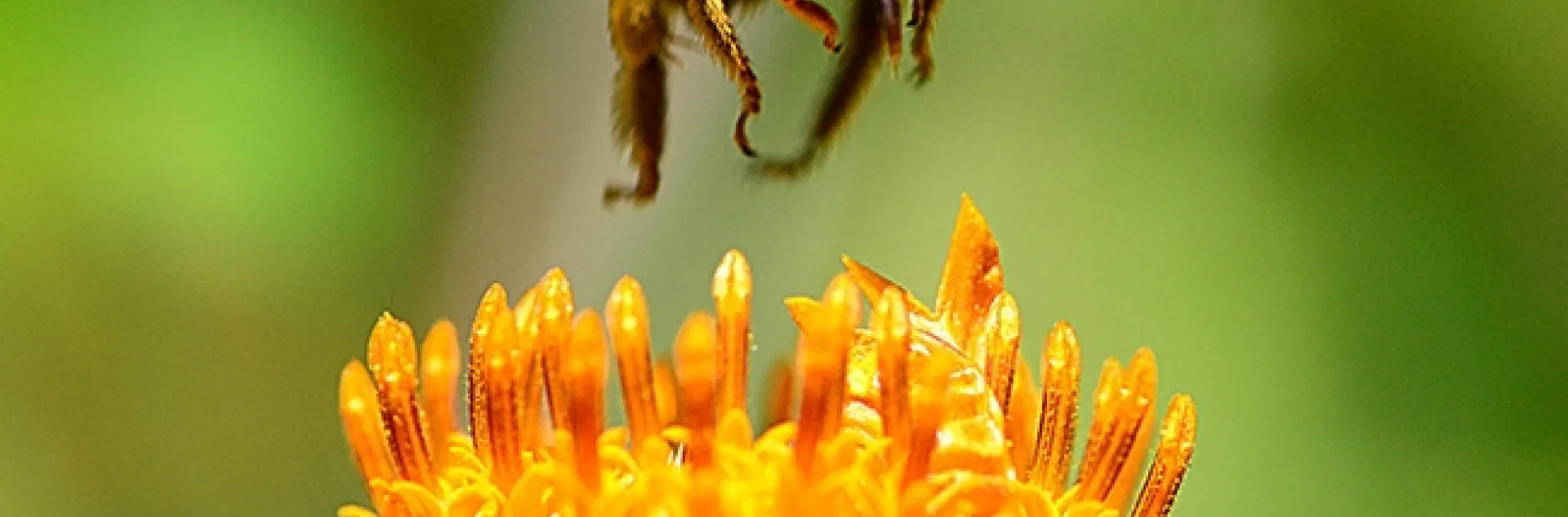 A longhorned bee flies over a Mexican sunflower blossom (Tithonia) in Vacaville. (Photo by Kathy Keatley Garvey)