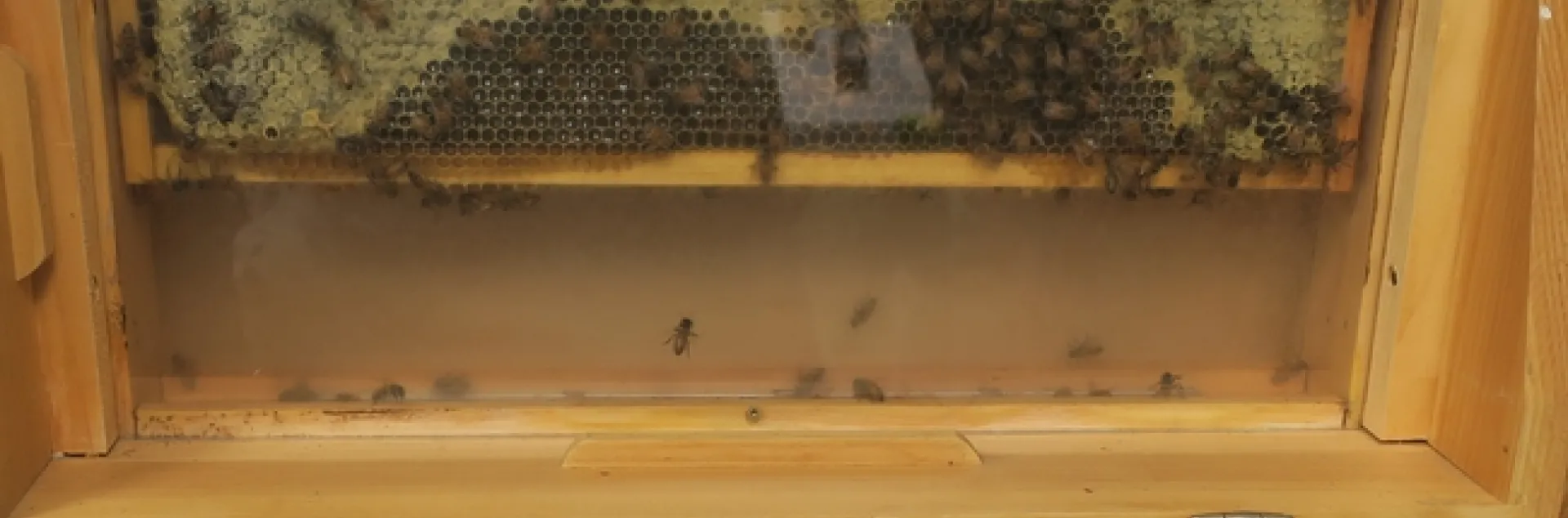 ObservationHive