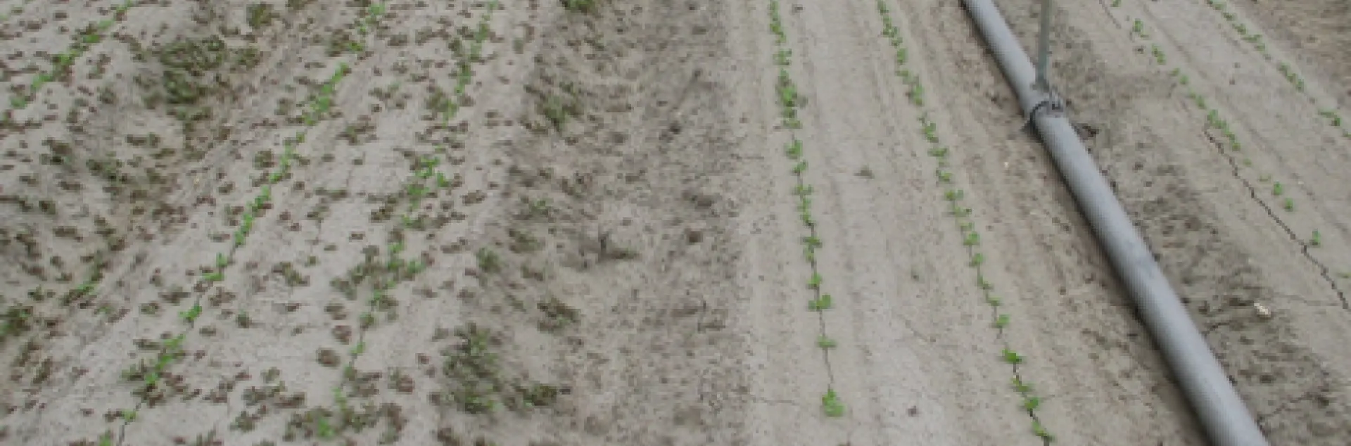 Figure 1. On left: Kerb at 3.5 pints/A applied at planting; On right Kerb at 3.5 pints/A
+ Prefar at 1.0 gallon/A applied at planting. The main weed is common purslane which
was not controlled by Kerb because it was pushed below the zone of germinating
weed seeds by the germination water