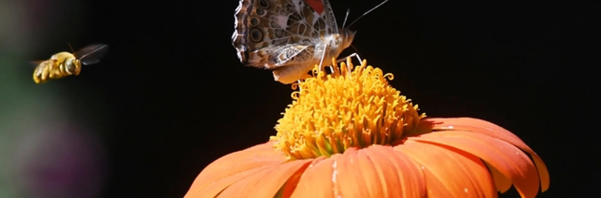 A male longhorned bee, Melissodes agilis, targets the back of a painted lady, Vanessa cardui, on a Mexican sunflower in a Vacaville pollinator garden. This is typical territorial behavior. (Photo by Kathy Keatley Garvey)