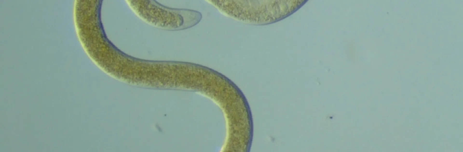 nematodes