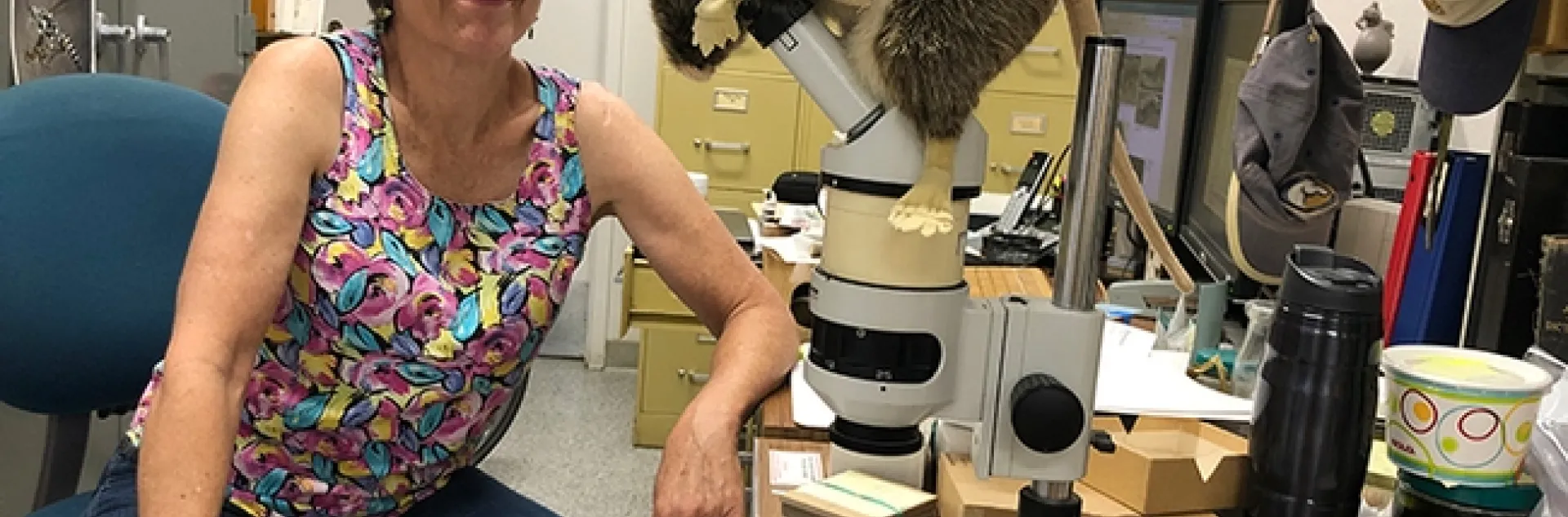 Lynn Kimsey, director of the Bohart Museum of Entomology, sits next to her well-used microscope. Its cover is a pack rat, a stuffed toy animal. (Photo by Kathy Keatley Garvey)